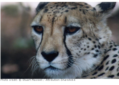 cheetah